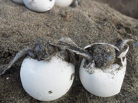 Caretta Carettaların Gizem Dolu Hayatları!