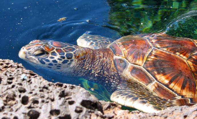 Caretta Carettaların Gizem Dolu Hayatları!