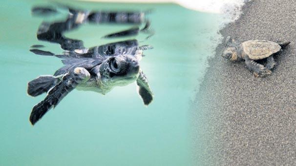 Caretta Carettaların Gizem Dolu Hayatları!