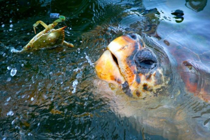 Caretta Carettaların Gizem Dolu Hayatları!