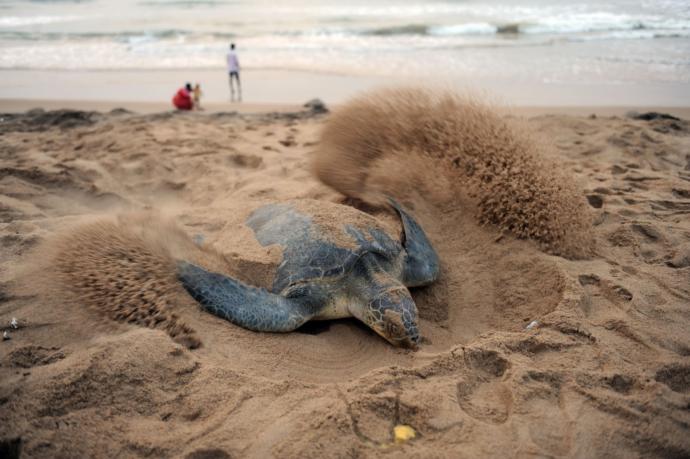 Caretta Carettaların Gizem Dolu Hayatları!