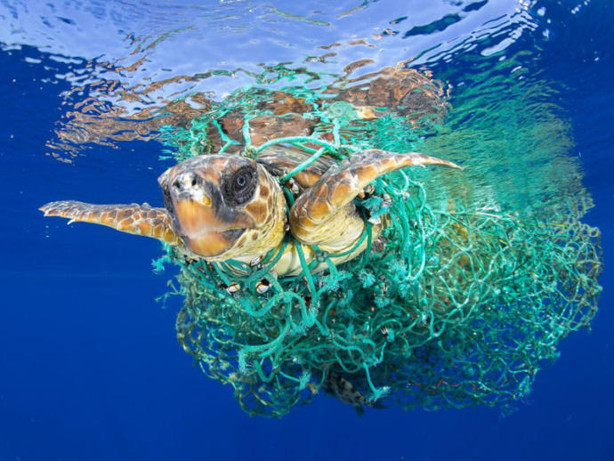 Caretta Carettaların Gizem Dolu Hayatları!