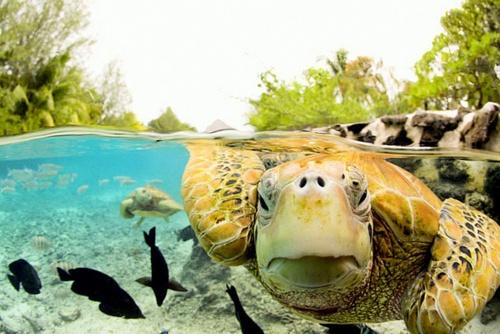 Caretta Carettaların Gizem Dolu Hayatları!