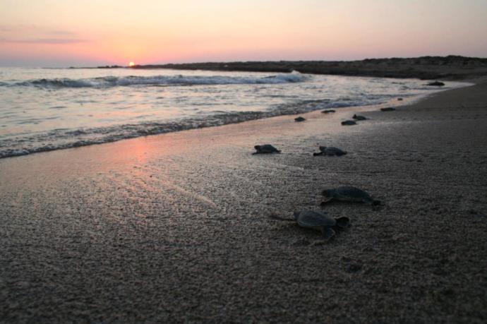 Caretta Carettaların Gizem Dolu Hayatları!