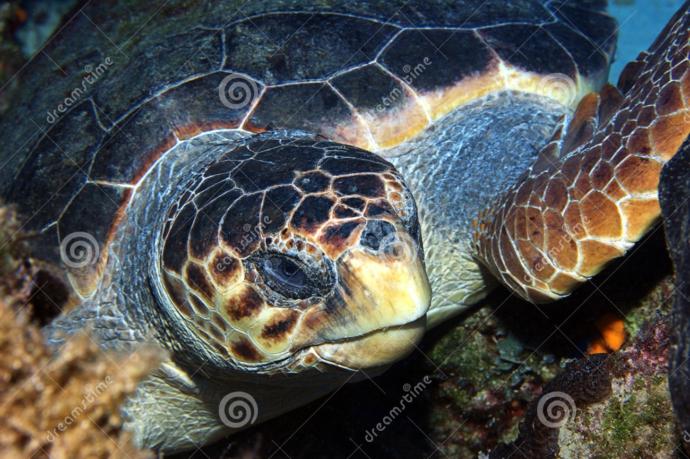 Caretta Carettaların Gizem Dolu Hayatları!