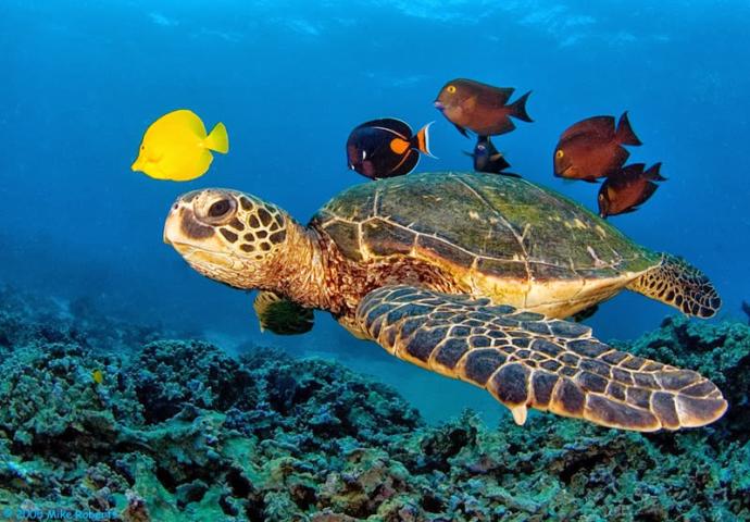 Caretta Carettaların Gizem Dolu Hayatları!