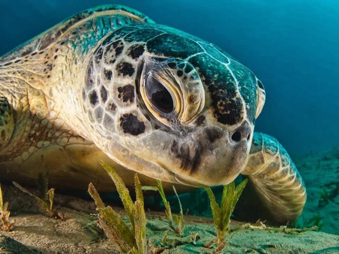 Caretta Carettaların Gizem Dolu Hayatları!