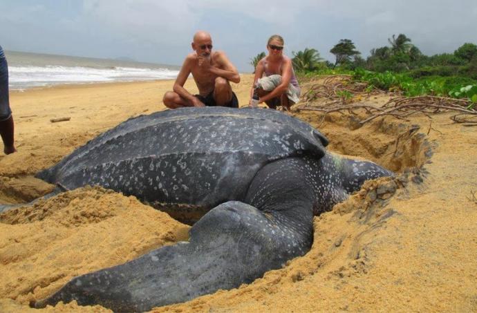 Caretta Carettaların Gizem Dolu Hayatları!