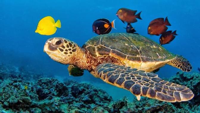 Caretta Carettaların  Gizem Dolu Hayatları!