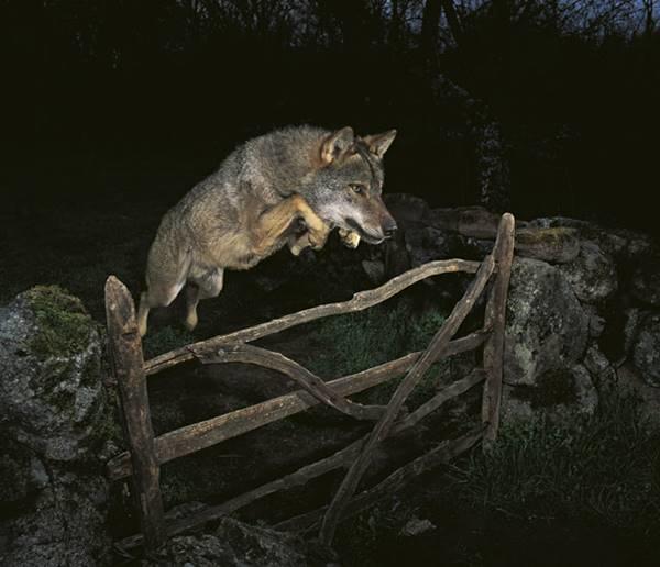 Her Gördüğüne İnanma Dedirten Ödüllü Sahte Fotoğraflar