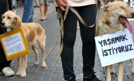 Hayvanlara Yapılan Şiddet Nasıl Önlenebilir?