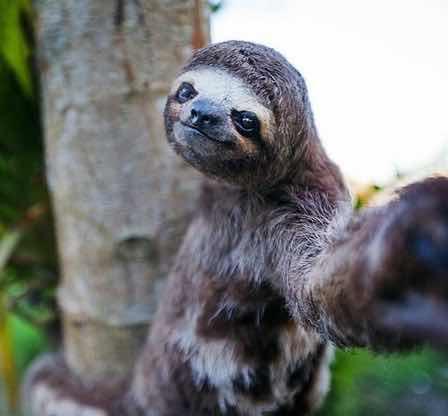 Hayvanlardan Gülmemize Neden Olacak Selfie Pozları