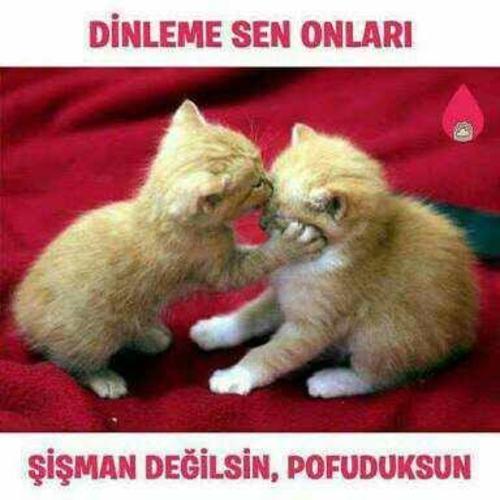 "Nasılım?" Kategorisinde Olup Biten Olaylar Hakkında Analiz!