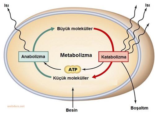 120 Kilo Olan Birisi 4 Ayda Kaç Kilo Verebilir?
