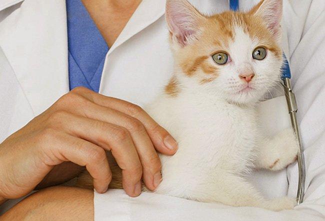 Evcil Dostlarımız İçin Doğru Veteriner Hekim Nasıl Seçilir?