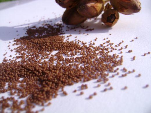 Dünden Bugüne Sigaranın Tarihçesi Nedir?