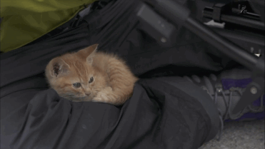 Pet Shoplardan Satın Almak Yerine Sokaktan Kedi & Köpek Sahiplenmek İçin Sebepler Nelerdir?