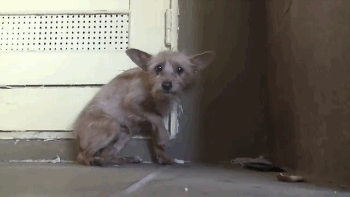 Pet Shoplardan Satın Almak Yerine Sokaktan Kedi & Köpek Sahiplenmek İçin Sebepler Nelerdir?