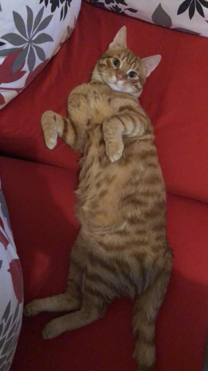 Pet Shoplardan Satın Almak Yerine Sokaktan Kedi & Köpek Sahiplenmek İçin Sebepler Nelerdir?