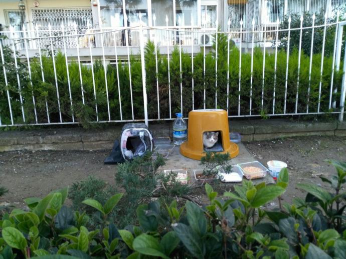 Sokak Hayvanları İçin Bu Soğuk Havalarda Yapabileceğiniz Şeyler Nelerdir?