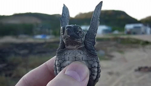 KizlarSoruyor Ailesinden Bir Survivor Ekibi Çıkardım, Harika da Oldu!