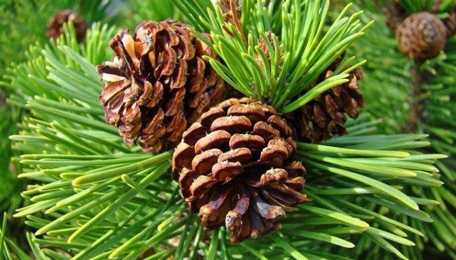 Yağlı Saçlara Sahip Olan ve Bu Yüzden Her Gün Duş Almak Zorunda Kalanlara Ekstra Bir Gün Kazandıracak Öneriler