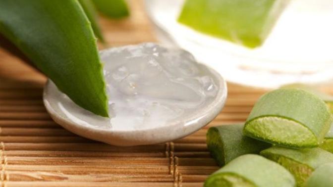 Dökülen ve Yıpranan Saçlara Aloe Vera Dokunuşu