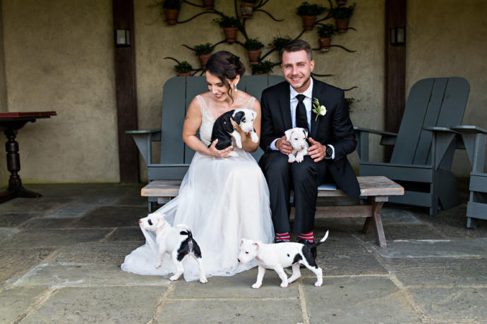 Gelin Buketi Yerine Sahiplendikleri Minnoş Köpekler İle Düğün Fotoğrafı Çektiren Tatlı Çift!