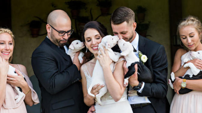Gelin Buketi Yerine Sahiplendikleri Minnoş Köpekler İle Düğün Fotoğrafı Çektiren Tatlı Çift!