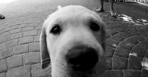 Köpeklerin İnsanlardan Daha Muhteşem Varlıklar Olduğunun 5 Kanıtı