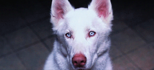 Köpeklerin İnsanlardan Daha Muhteşem Varlıklar Olduğunun 5 Kanıtı