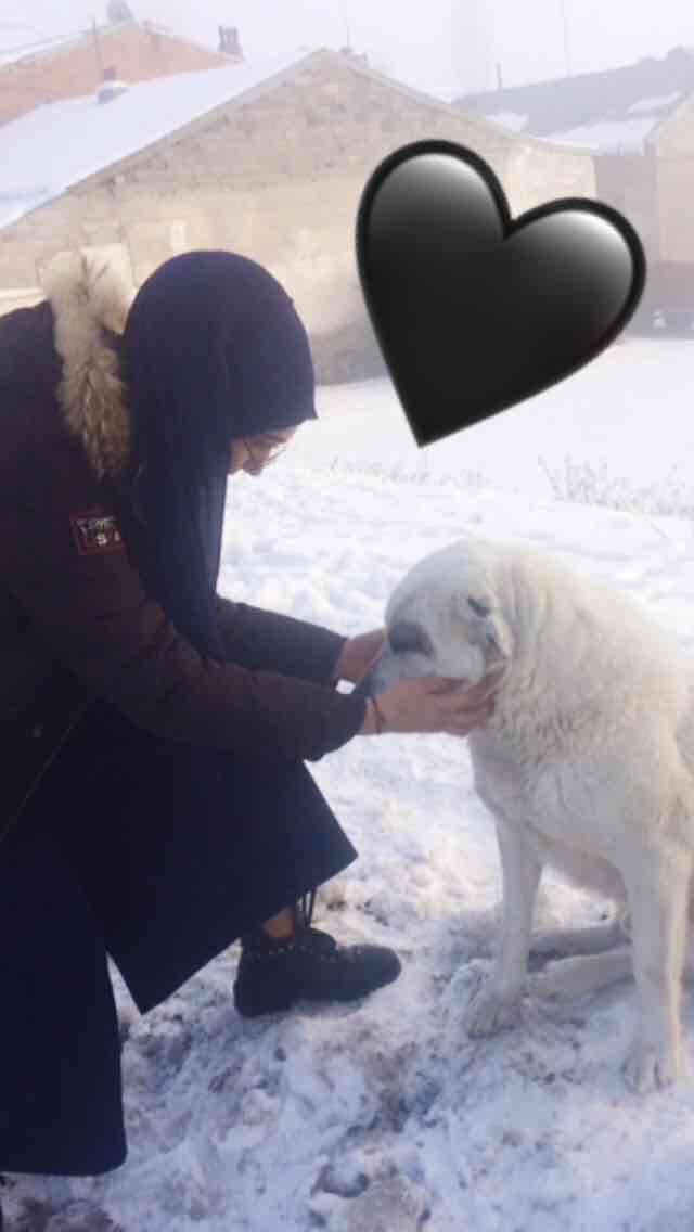 Köpeklerin İnsanlardan Daha Muhteşem Varlıklar Olduğunun 5 Kanıtı