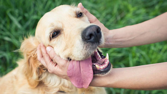 Köpeklerin İnsanlardan Daha Muhteşem Varlıklar Olduğunun 5 Kanıtı