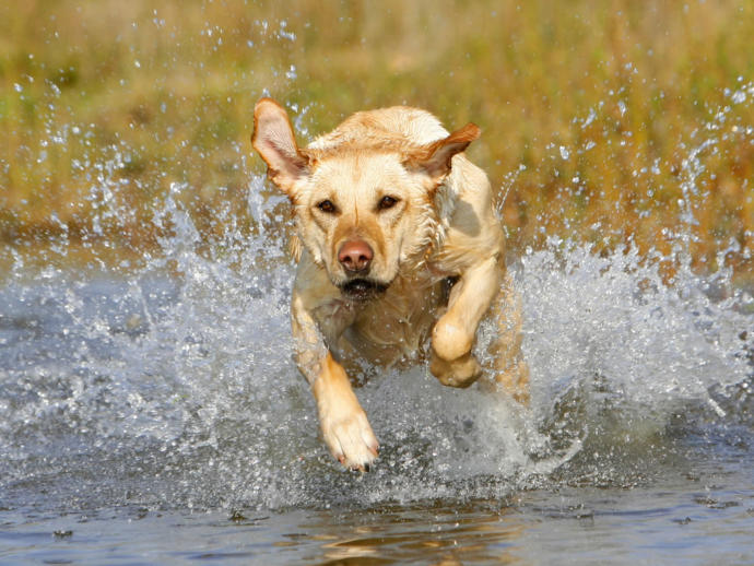Köpeğiyle Birlikte Koşmak İsteyenlere Tavsiyelerim!