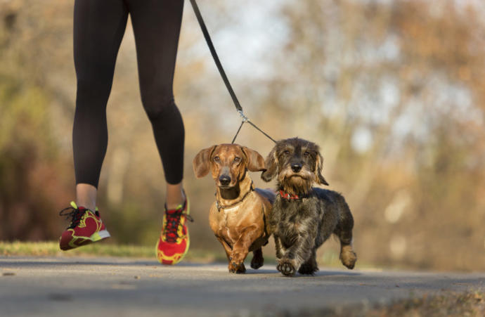 Köpeğiyle Birlikte Koşmak İsteyenlere Tavsiyelerim!