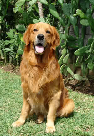 Köpeğiyle Birlikte Koşmak İsteyenlere Tavsiyelerim!