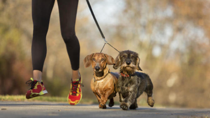 Köpeğiyle Birlikte Koşmak İsteyenlere Tavsiyelerim!
