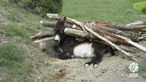 Bir Eşeğin Başına Gelebilecek En Kötü Olayları İçermektedir!