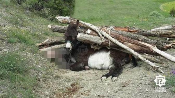 Bir Eşeğin Başına Gelebilecek En Kötü Olayları İçermektedir!
