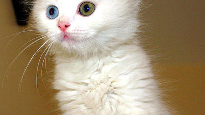 Kedi Bakımıyla İlgili Tecrübelerim
