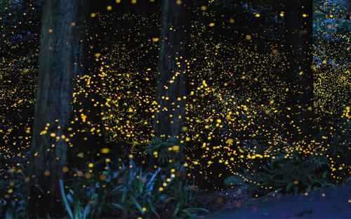 Bu Yaz Tatilinde Kamp Kurmanız İçin 6 Güzel Neden Nelerdir?