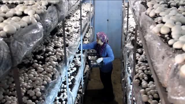 Kendi İşinizin Patronu Nasıl Olabilirsiniz?