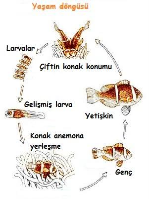Protopterus: Karada Yaşayabilen Akciğerli Balık