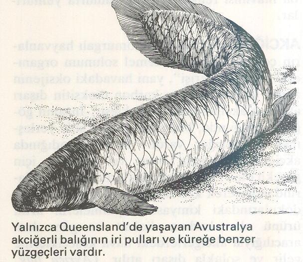Protopterus: Karada Yaşayabilen Akciğerli Balık