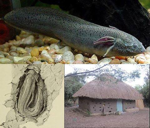 Protopterus: Karada Yaşayabilen Akciğerli Balık
