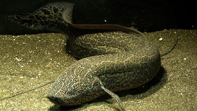 Protopterus: Karada Yaşayabilen Akciğerli Balık
