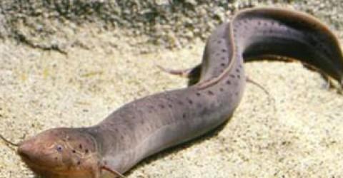 Protopterus: Karada Yaşayabilen Akciğerli Balık