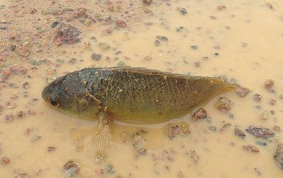 Protopterus: Karada Yaşayabilen Akciğerli Balık