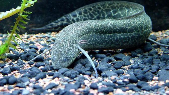 Protopterus: Karada Yaşayabilen Akciğerli Balık
