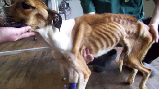 Kedi, Köpeğinizi Sokağa Bırakmak Ölüme ve Zulme Terk Etmektir!